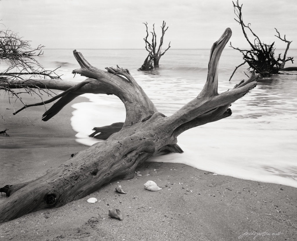 Boneyard at the beach on Hunting Island, SC