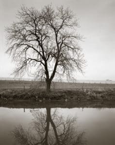 Image of the delicate bifurcations of a bare tree reflected in a river