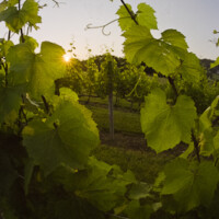Sun rising at the vineyard Sun rising at the vineyard