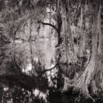 Magnolia Plantation along the Ashley River, SC Estuary with cypress trees and mysterious shadows