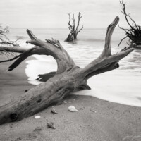 Remnants of a vibrant forest laid bare on the beach at Botany Bay WMA, Edisto Island, SC. Boneyard at the beach on Hunting Island, SC