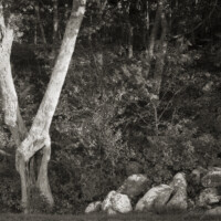 Groupies-Every celebrity has them. Woodlands scene with dominant tree and boulders in Shenandoah NP