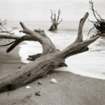 Relics of a vibrant forest laid bare by the ravaging of the sea, but at this moment, there is nothing but peace and beauty.<br /><br />