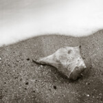 Upon finding this old, weathered shell ona beach in the Carolina Lowcountry, I wondered how many times it had been forced to relocate due to the moods of the tide.<br /><br /> B&W image of an old seashell at the edge of the surf
