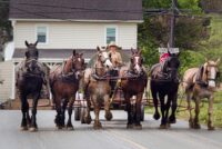 4 horse draft team in town road Amish Country PA