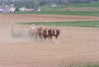 5 horse draft team Amish farm, PA