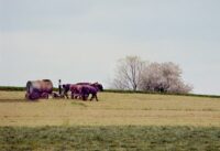Horse team Amish farm PA