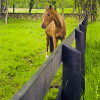 Horse paddock near Bluemont, VA Horse paddock near Bluemont, VA