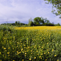 Field of Buttercups along Williams Gap Road Field of Buttercups along Williams Gap Road
