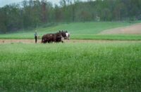 Amish farm working